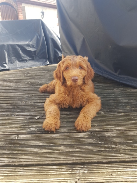 What breed?