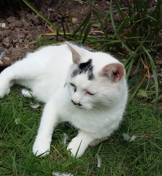 My boy has crossed the rainbow bridge