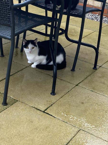 The Very Eventful Lives of the Excellent Cats
