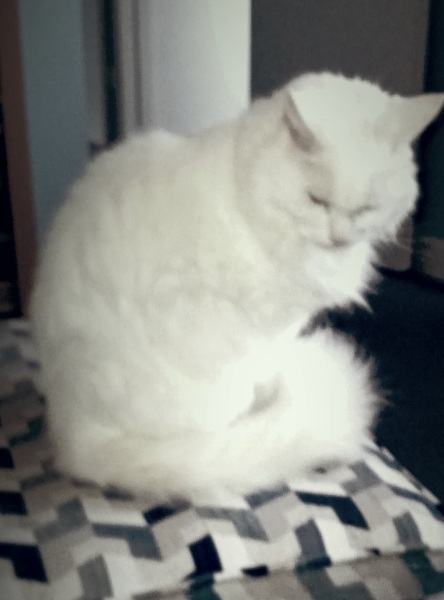 Further Adventures of the Excellent Cats