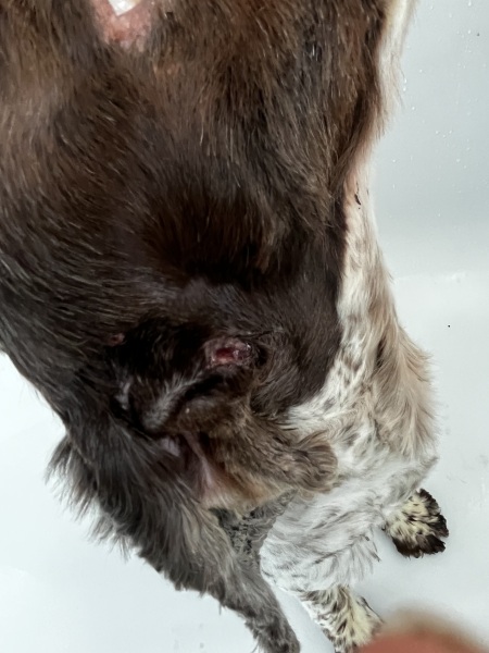 Ear lump on dog. Very concerned