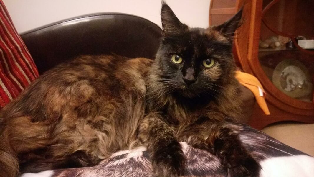 Maine Coon