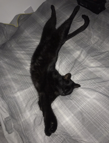 The Very Eventful Lives of the Excellent Cats