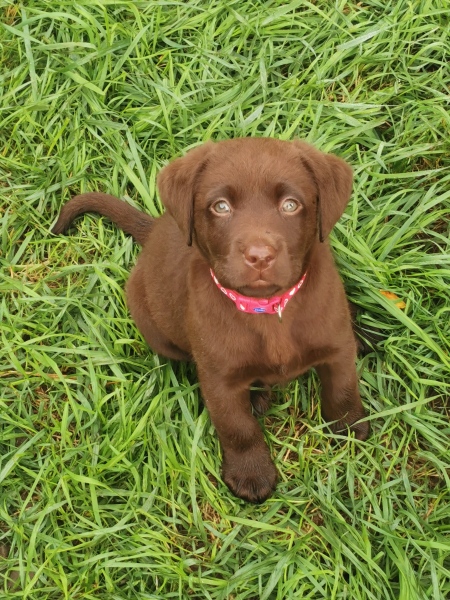 Puppy Survival Thread - for old and new pups
