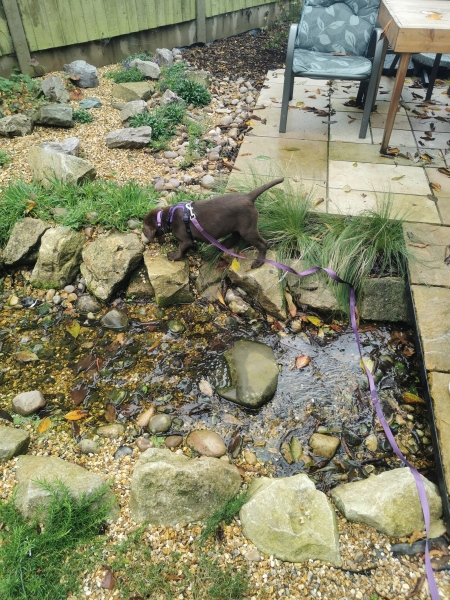 Puppy Survival Thread - for old and new pups