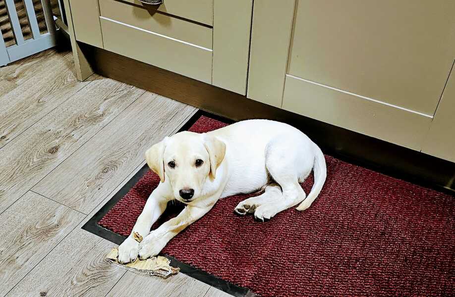 Puppy Survival Thread - for old and new pups