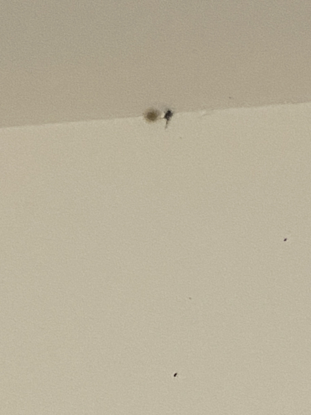 To not know what to do with syd the spider
