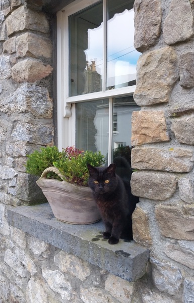 The Very Eventful Lives of the Excellent Cats