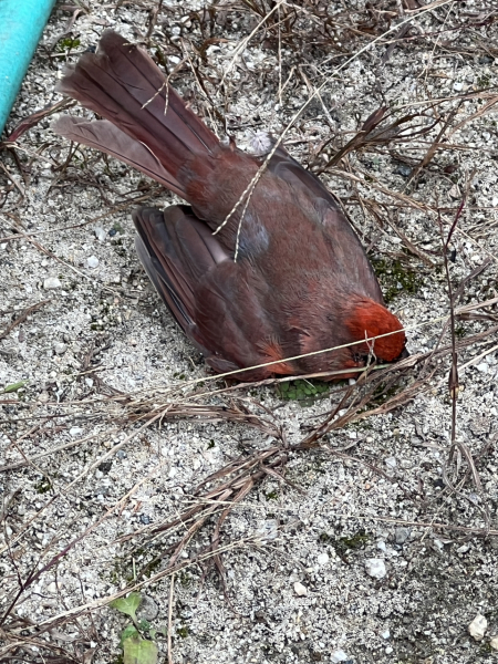 Thread 10 - TalkLair: “The candle flame gutters. Its little pool of light trembles.”