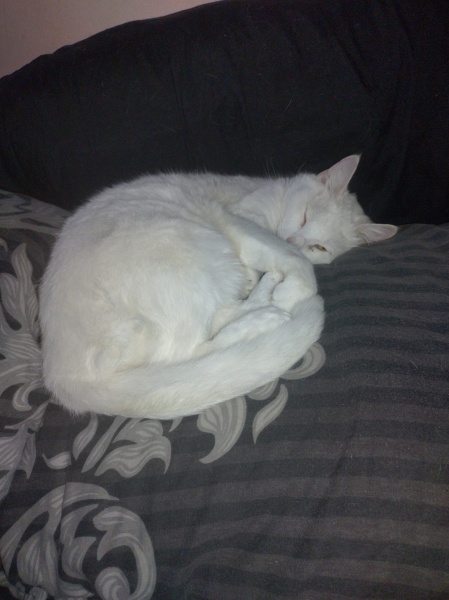 The Very Eventful Lives of the Excellent Cats