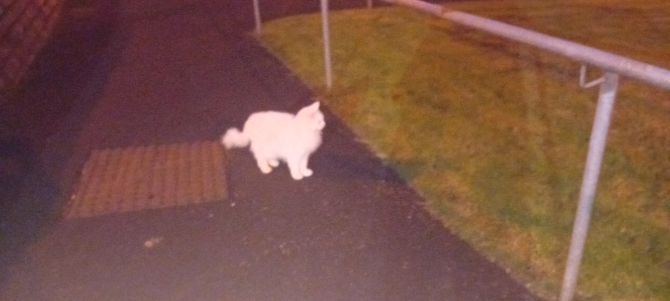 Further Adventures of the Excellent Cats
