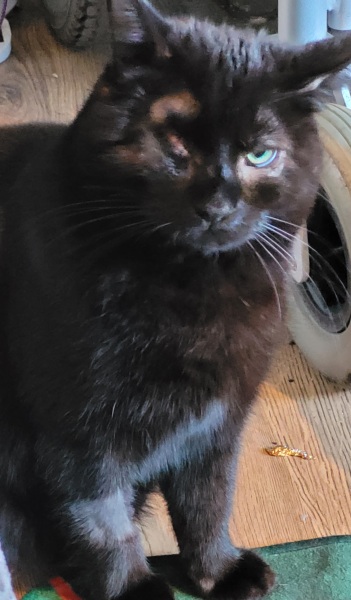 How did you meet your feline overlords?