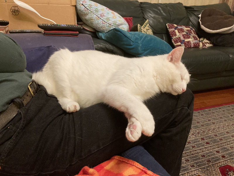 How did you meet your feline overlords?