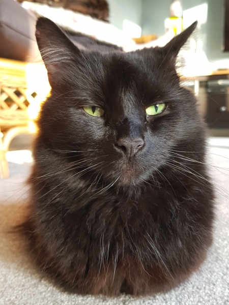 Further Adventures of the Excellent Cats