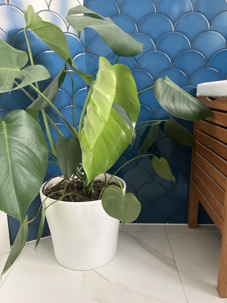 Pot plant help