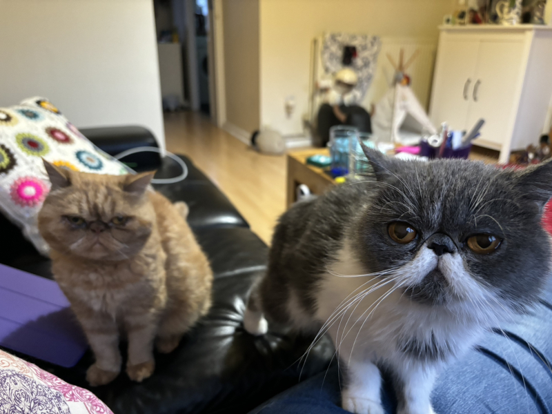 Potential new inmate at Toddler Towers.