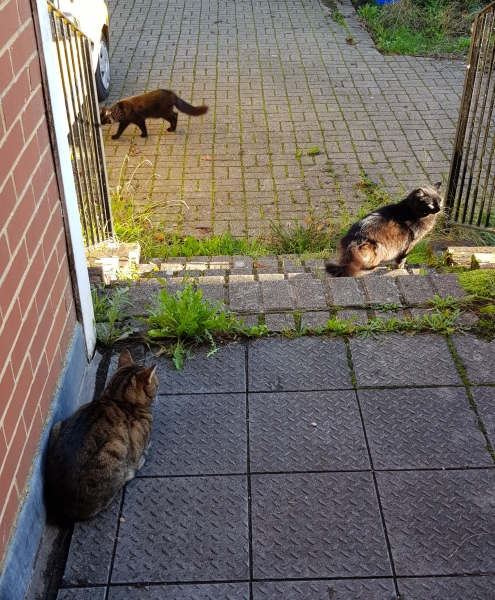 Thug cat part 5 - For he will not do destruction, if he is well-fed, neither will he spit without provocation.