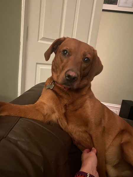 Someone thought my dog was an XL bully