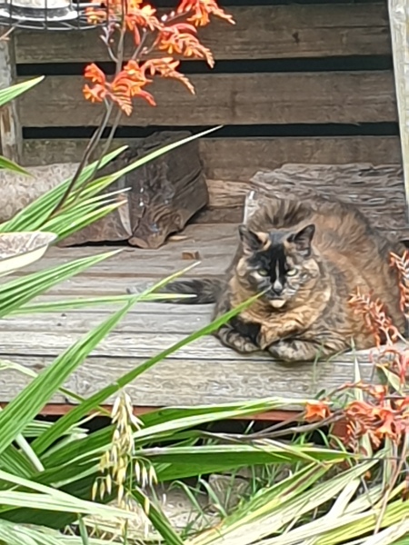 The Very Eventful Lives of the Excellent Cats