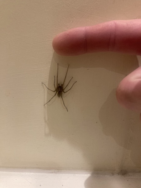 Trapped in a room by the biggest spider ever