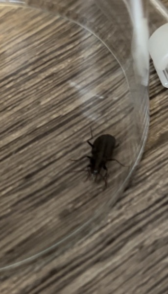 Could this be an infestation? Found three of these beetles this morning.