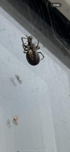 Just wanted to show off this bad boy (don't look if you don't like spiders)