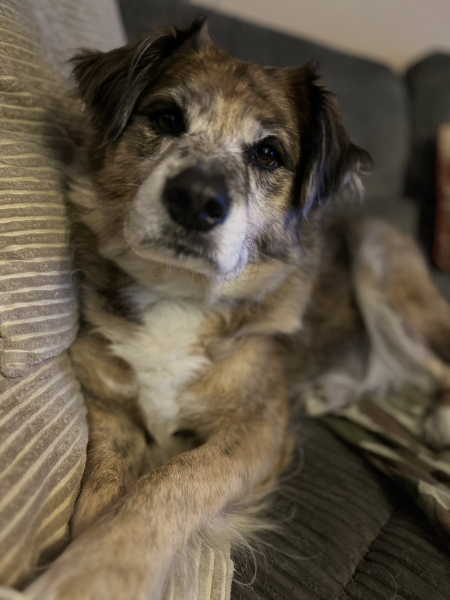 Your favourite unexpected thing about your dog