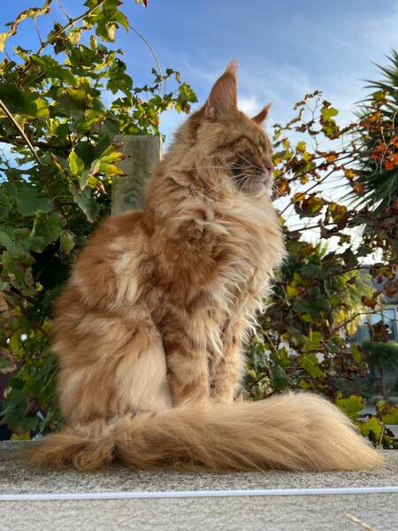 Further Adventures of the Excellent Cats