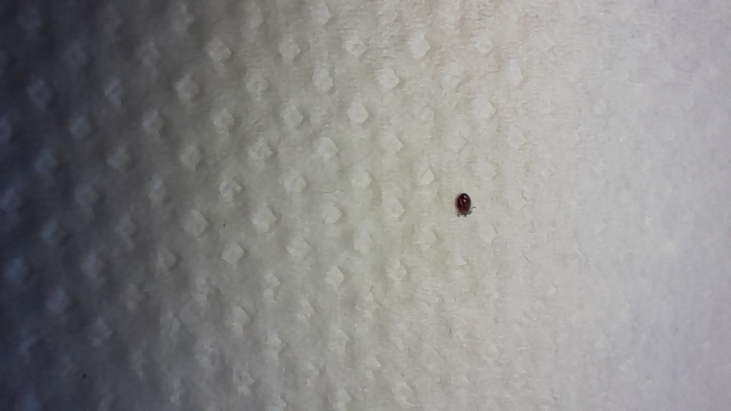 Could this be a tick? (picture included)