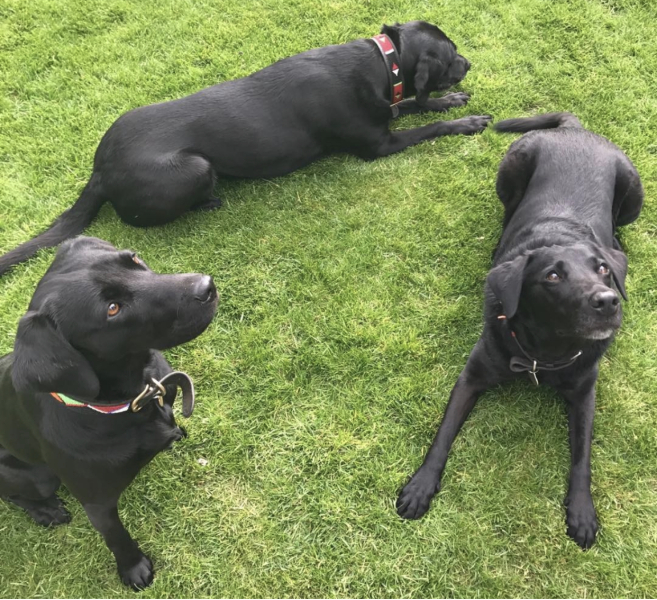 botwatch-79-the-latest-thread-in-a-very-long-series-about-the-deceptions-practised-by-mlms-unbelievably-people-are-still-being-hooked-in-by-these-schemes-where-97-of-those-who-join-lose-money