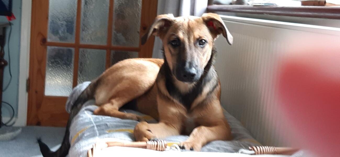 Romanian rescues anyone?