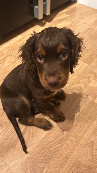 Puppy Survival Thread - for old and new pups