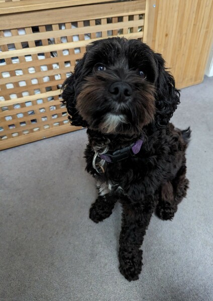 It's an off lead dog one.