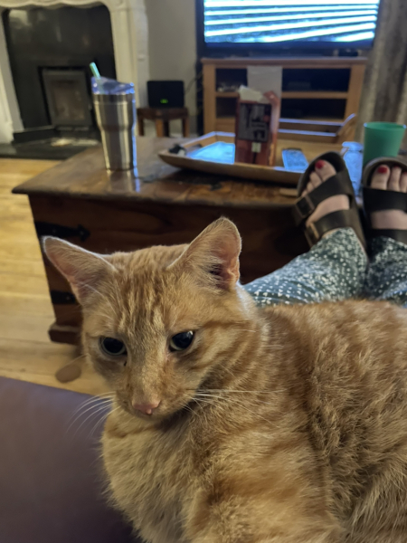 How did you meet your feline overlords?