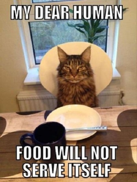 Why are cats allowed to be a pain in the arse??