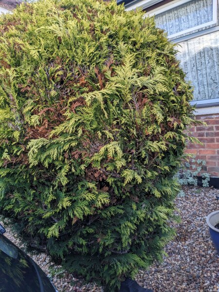 Removing a conifer