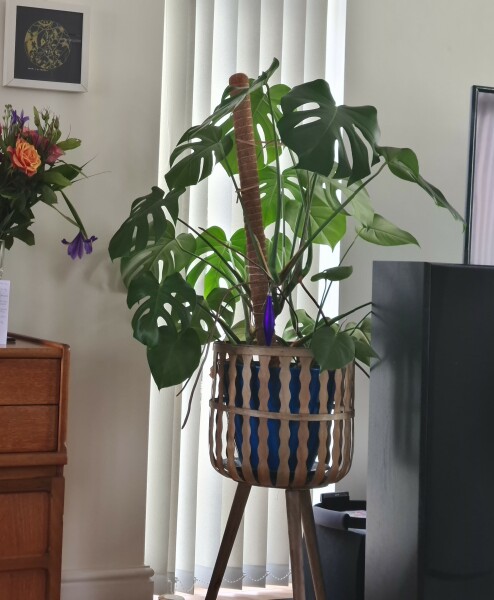 My cheese plant is taking over