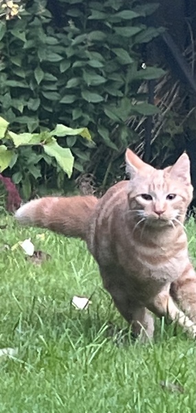 Kittens first day outside