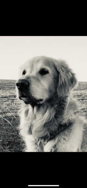 Is a German shepherd puppy a bad idea?