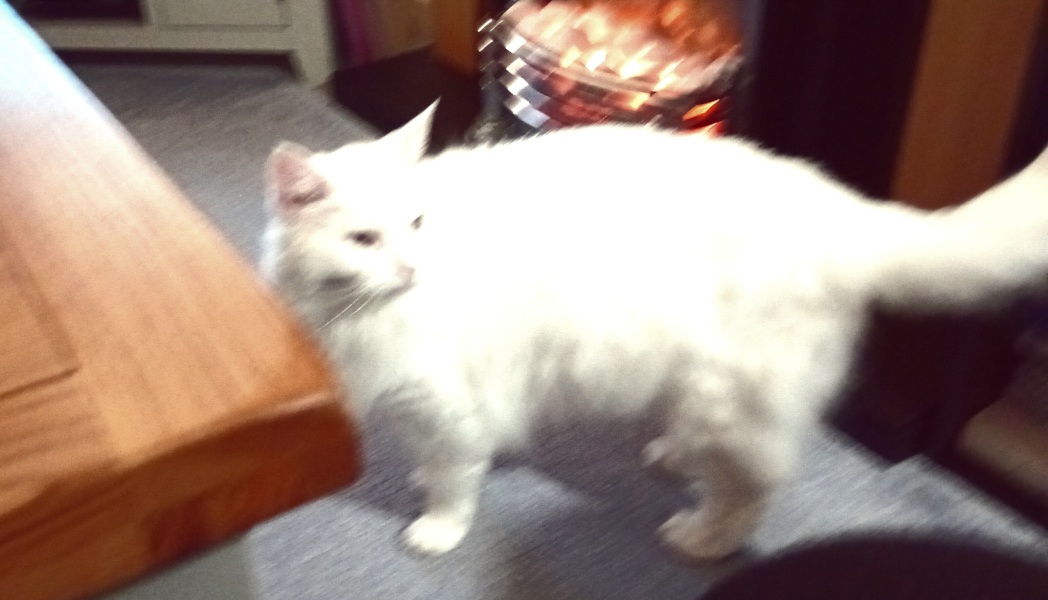 Further Adventures of the Excellent Cats