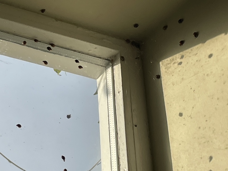 A plague of ladybirds