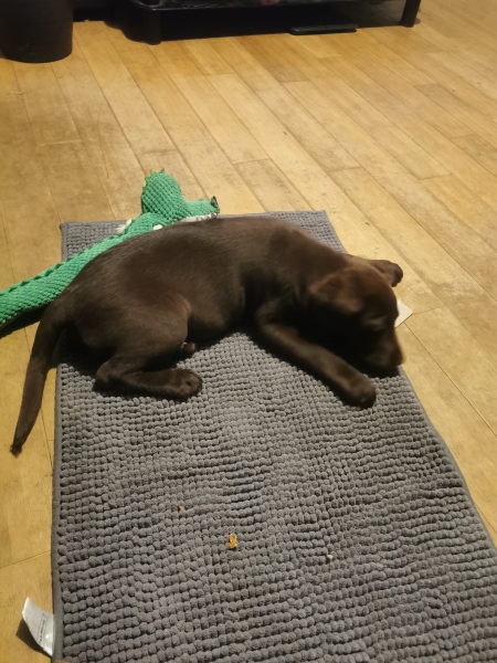 Is a German shepherd puppy a bad idea?