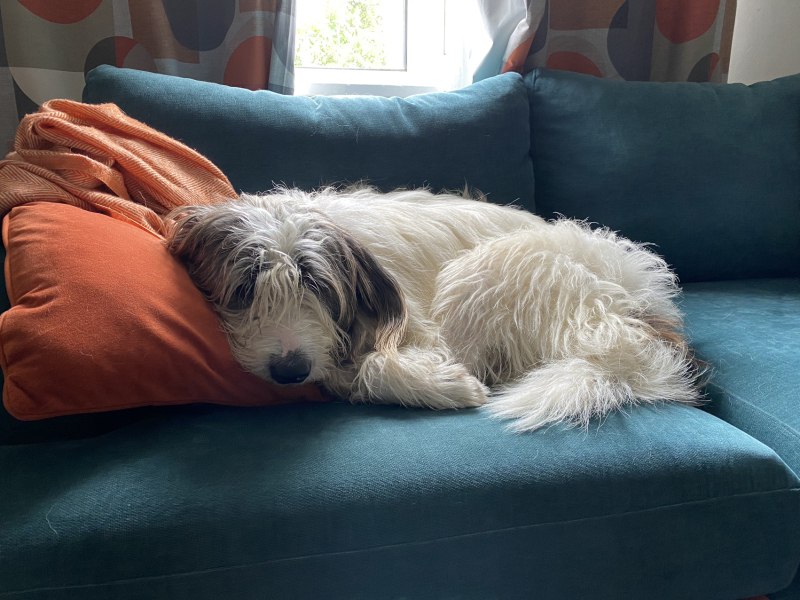 Romanian rescues anyone?