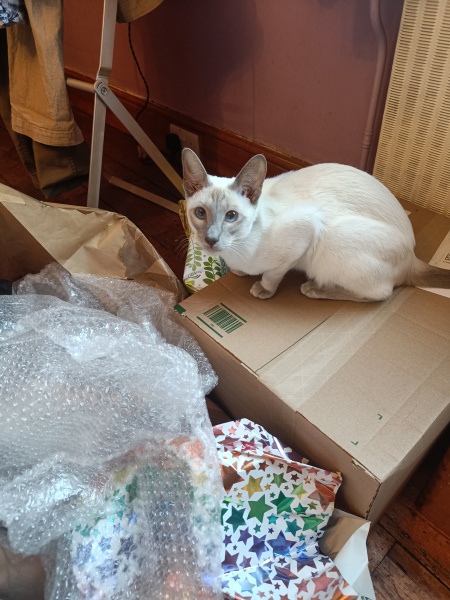 The Very Eventful Lives of the Excellent Cats
