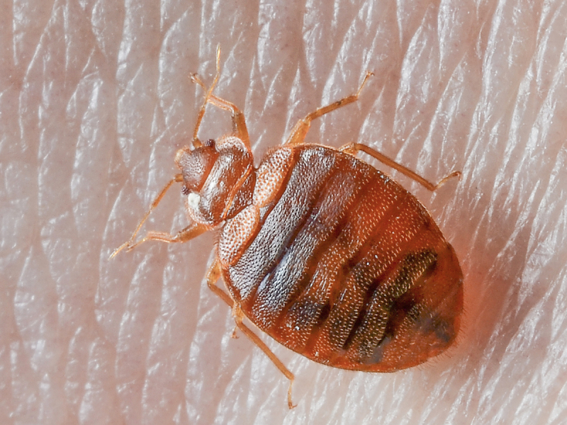 Bed bug or tick? Pic