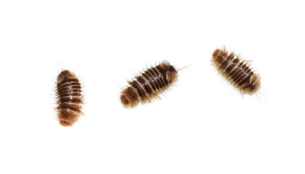Wood lice or something else?