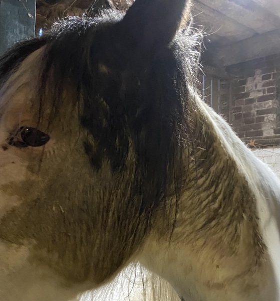 Why do horses get coats and cows don't?