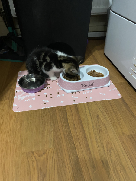 18 week old kitten constantly attacking us