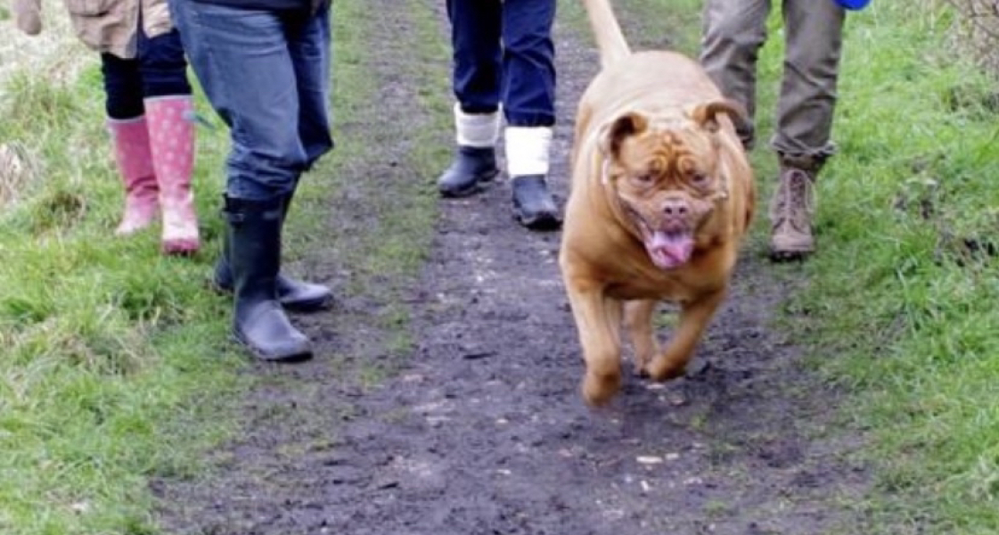 Someone thought my dog was an XL bully