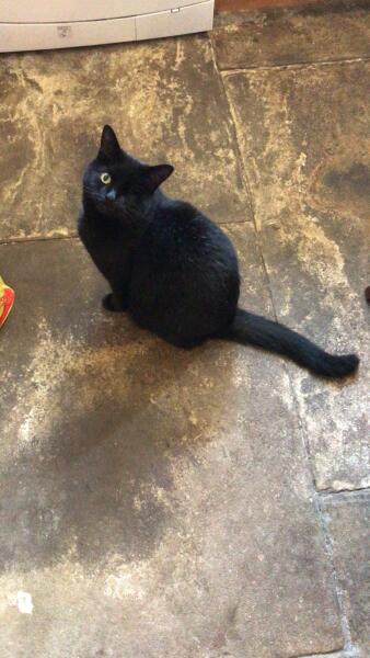 National Black Cat Day today, 27th October.
